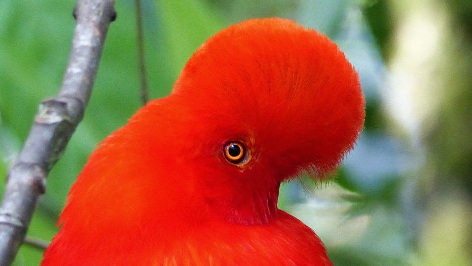 Reisgäste von Kolumbien und seiner Vogelwelt begeistert – neue Reise im November!