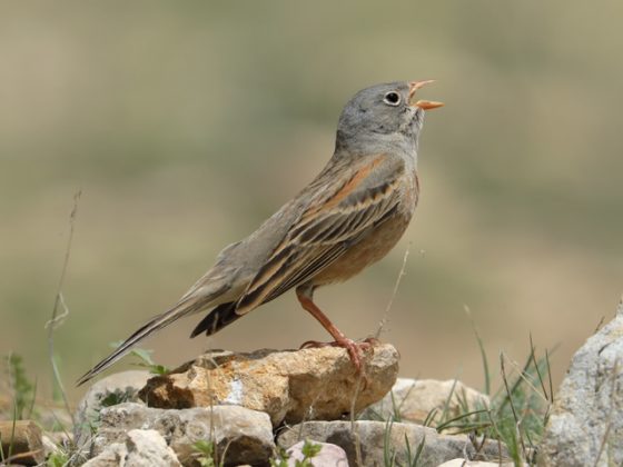 Georgien/Armenien: Vogelwelt am “Tor zum Orient”