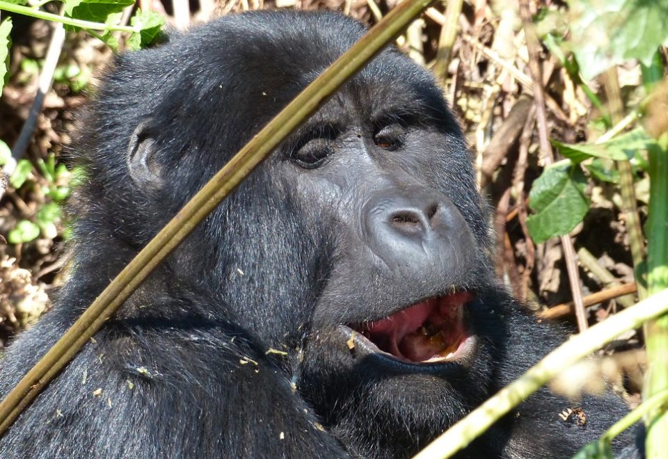Uganda: In der Primaten-Hauptstadt und Wildlife