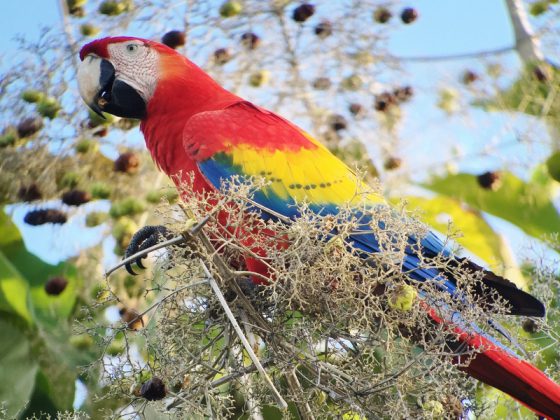 Costa Rica: Unterwegs im Land der bunten Kolibris