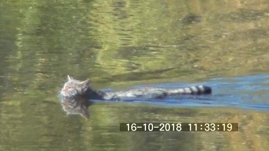 Das besondere Erlebnis am Kerkinisee: Schwimmende Wildkatze