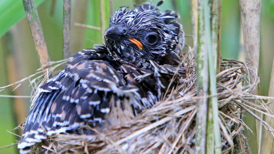 “Kuckuckskinder” und Buschrohrsänger im Knöterich – ertaunliche Neuigkeiten aus unserer Vogelwelt