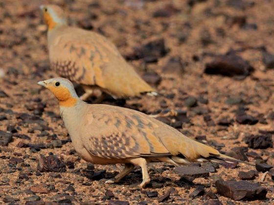 Marokko: Vogelwelt zwischen Atlas und Sahara