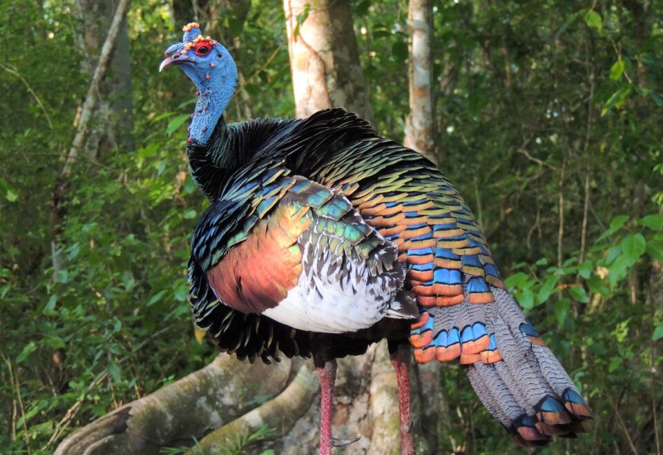 Mexiko/Yucatán: Vogelwelt & Natur im Zauberwald der Maya