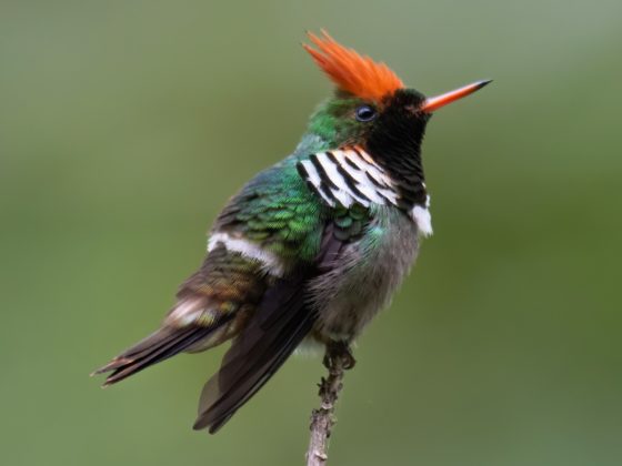 Brasilien: Endemische Vögel in der Mata Atlântica