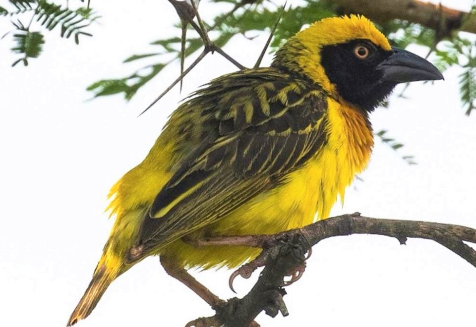 Uganda: Vogel- und Tierwelt im unbekannten Norden