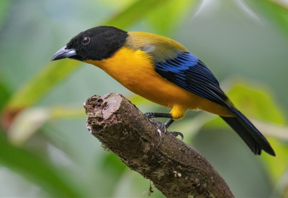 Ecuador: Vögel im Nordwesten beiderseits der Anden
