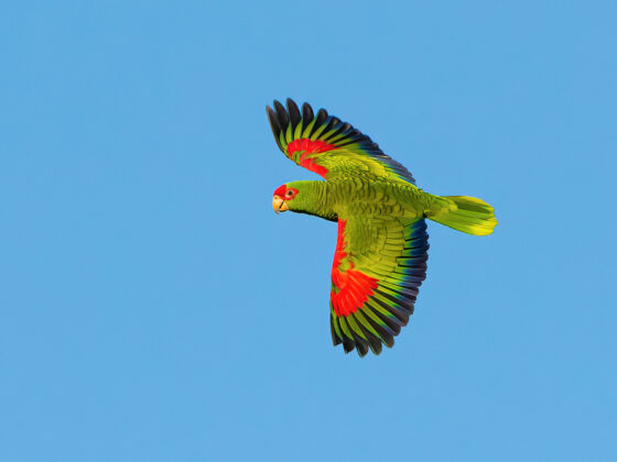 Brasilien: Vogelfotografie im Atlantischen Regenwald