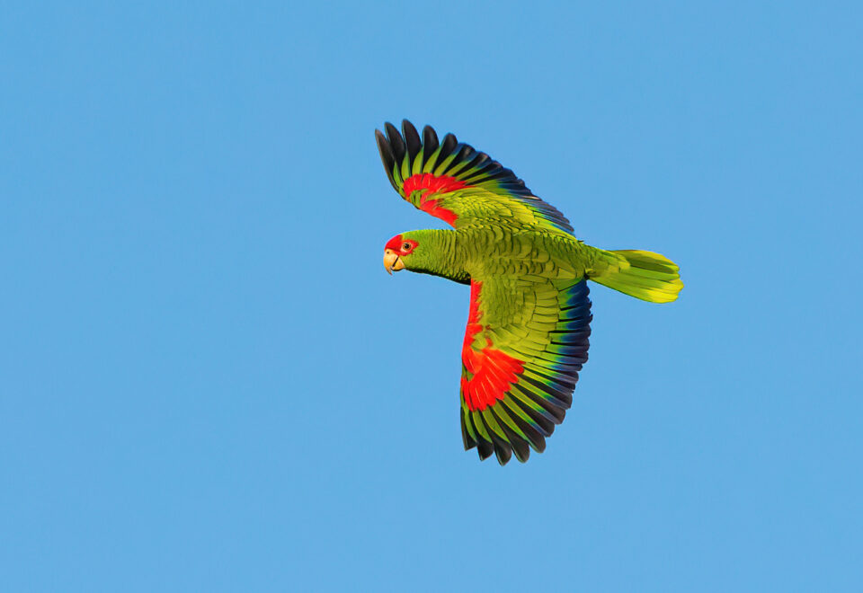 Brasilien: Vogelfotografie im Atlantischen Regenwald