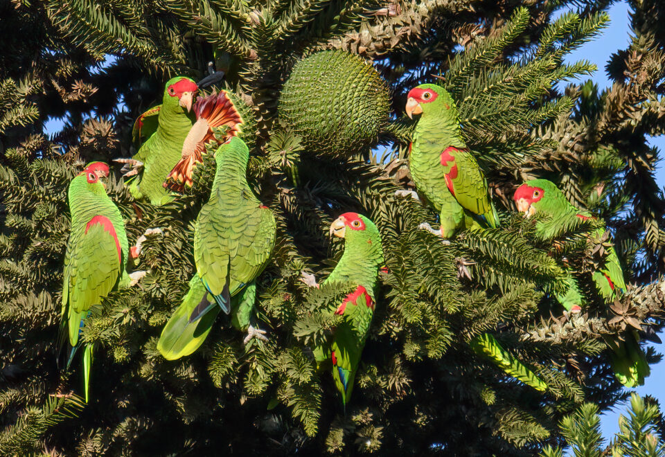 NEU! Brasilien: Vogelfotografie im Atlantischen Regenwald