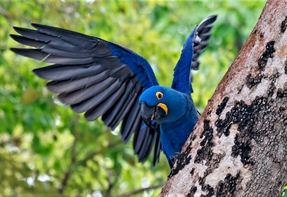 Brasilien: Pantanal und in den ‘Garden of the Amazons’
