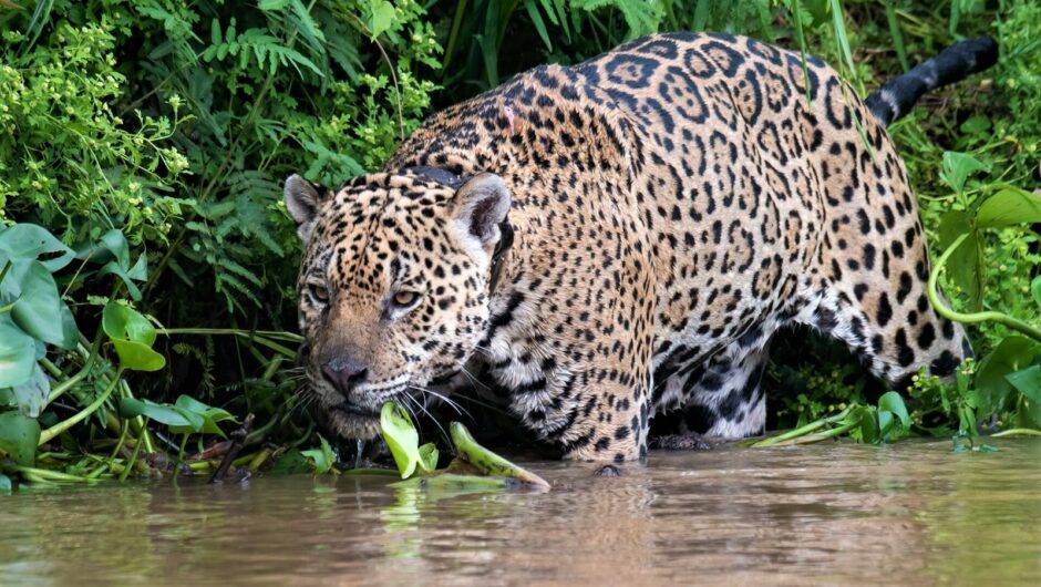Bis auf die Knochen verbrannte Pfoten: Das tragische Schicksal von „Ousado“, einem stattlichen Jaguar-Männchen im Pantanal