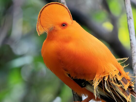 Brasilien: Vogelwelt in der Schatzkarte der Natur