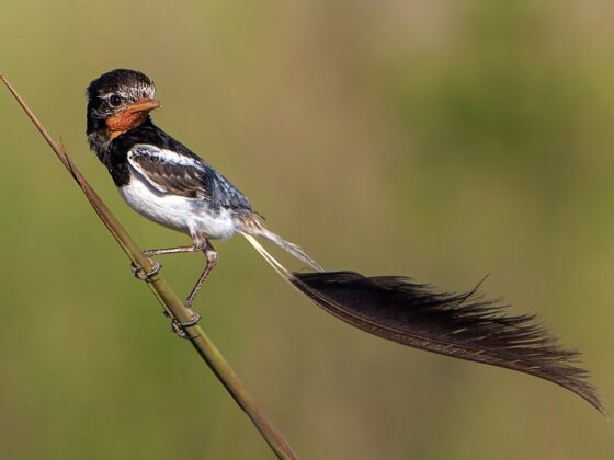 Brasilien/Argentinien: Vogelwelt von Iguazú bis Iberá