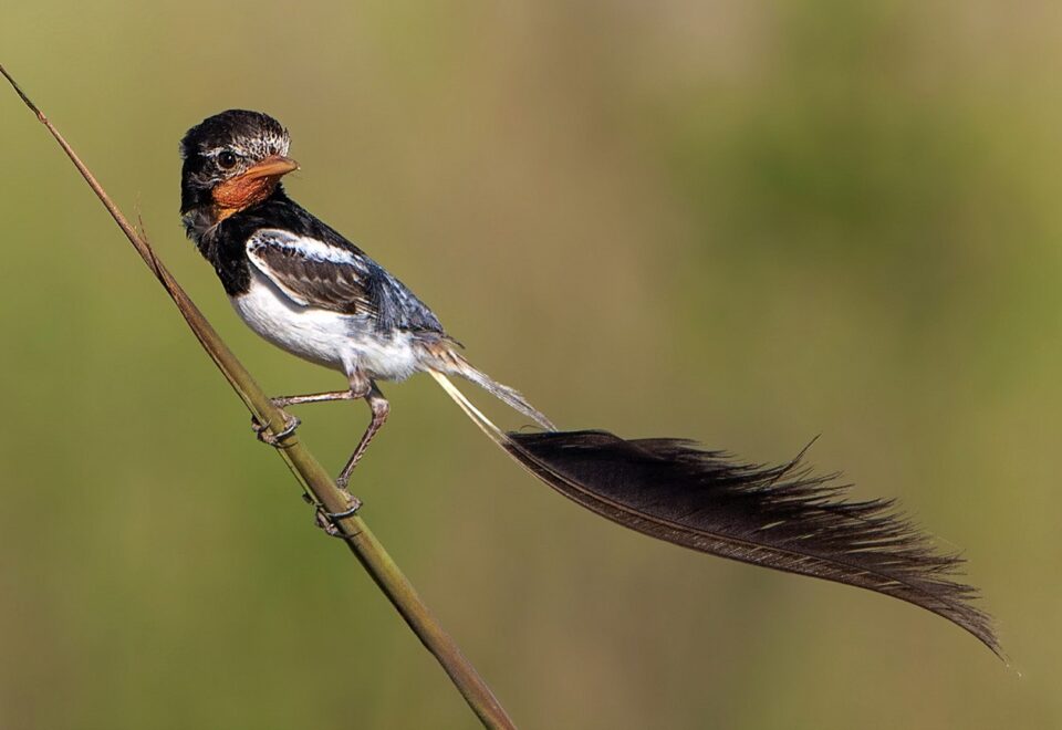 Brasilien/Argentinien: Vogelwelt von Iguazú bis Iberá