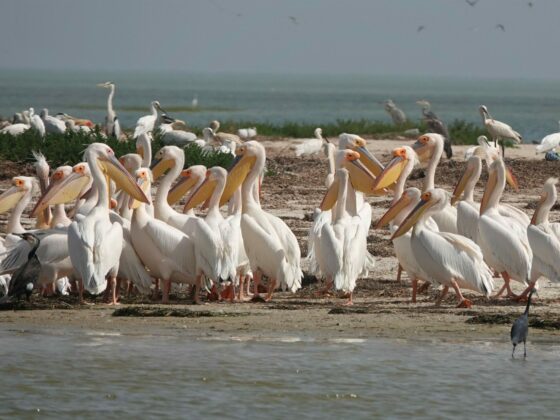Mauretanien: Vogelwelt zwischen Atlantik und Sahara