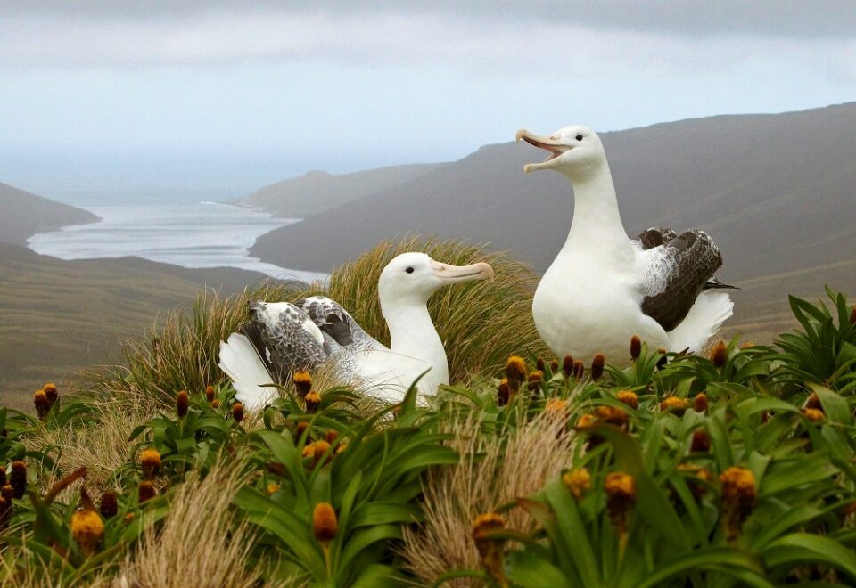 Neuseelands Inseln: „Galapagos des Südpolarmeeres“