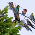 Zustrom warmer Luftmassen aus dem Süden löst Zugstau auf und bringt tropisch-bunte Vögel nach Mittelsachsen