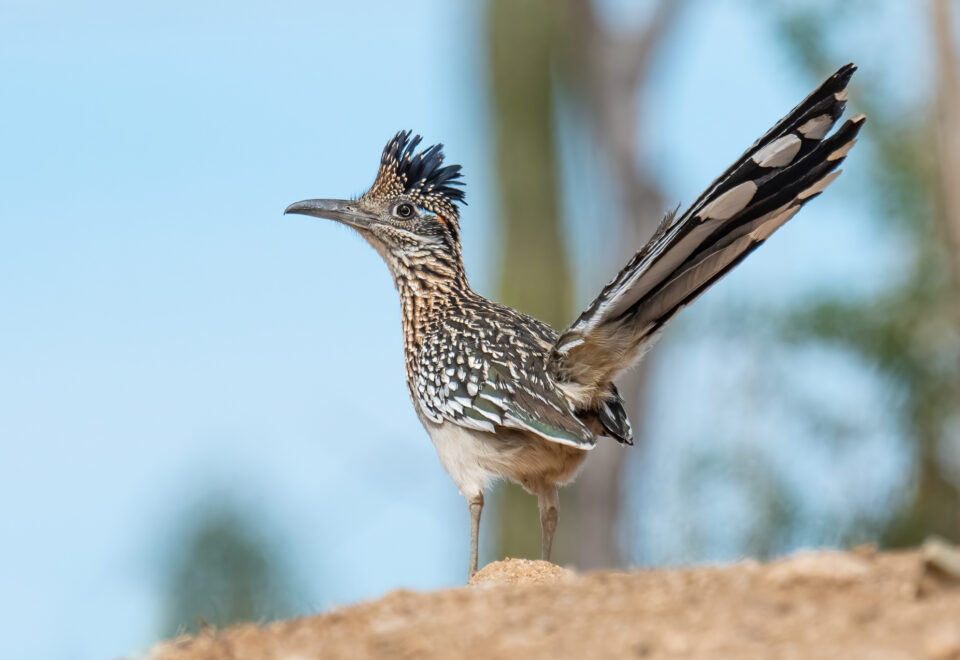 NEU! Mexiko: Grandiose Vogelwelt in Niederkalifornien