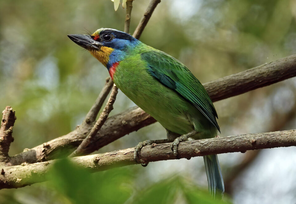 Taiwan: Endemische Vogelwelt auf der “Schönen Insel”