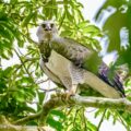 Bartmeise-Reisegruppe erlebt außergewöhnliche Vogelwelt und Säuger von Harpyie bis Jaguar im Pantanal & Südamazonas