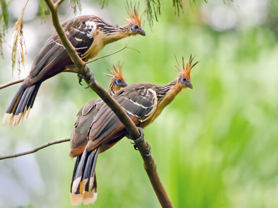 Peru: Seltene Vögel von der Puna zum Amazonas