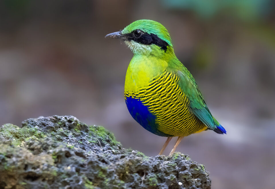 NEU Vietnam: Vogelfotografie-Reise ins Pitta-Land