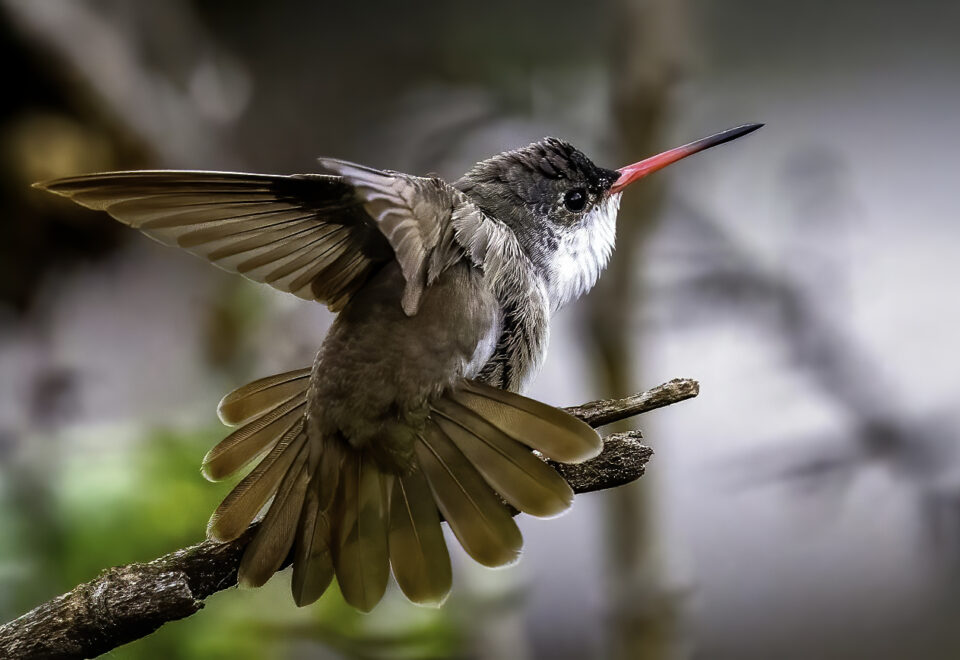 NEU! Mexiko: Vogelwelt zentral & Naturwunder Monarchfalter