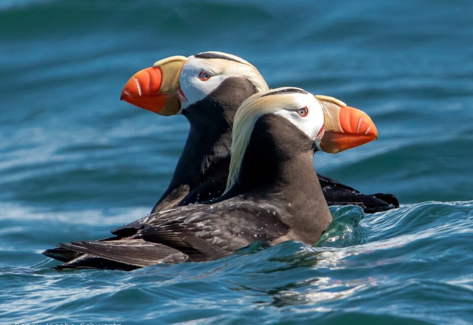 NEU! USA-Alaska: arktische Birding-Träume am Polarkreis