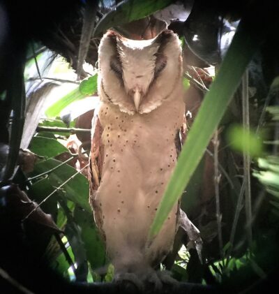 Ceylonmaskeneule Digiskopiefoto