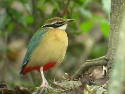 Indienpitta am Periyarfluss