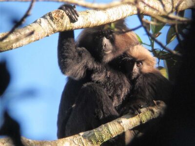 Nilgirilangur mit Jungtier