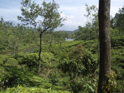 Teeplantagen bei Munnar