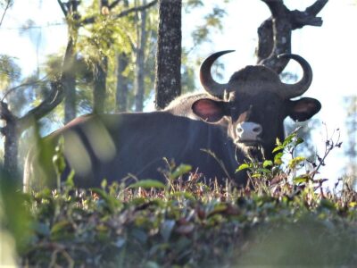 Ein wilder Gauerbulle