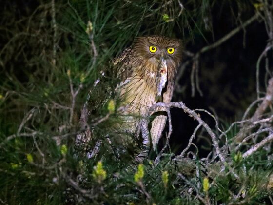 Türkei: Vogelwelt von mediterran bis naher Osten