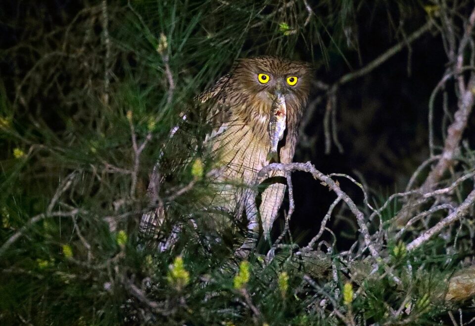 Türkei: Vogelwelt von mediterran bis naher Osten