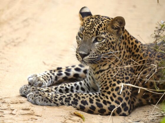 Sri Lanka: Endemische Vögel, Wildtiere & Leoparden
