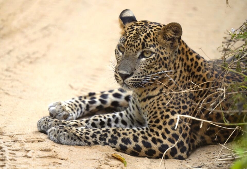 Sri Lanka: Endemische Vögel, Wildtiere & Leoparden
