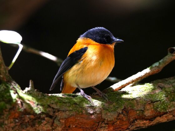 Südindien: Endemiten der Western Ghats & Andamanen