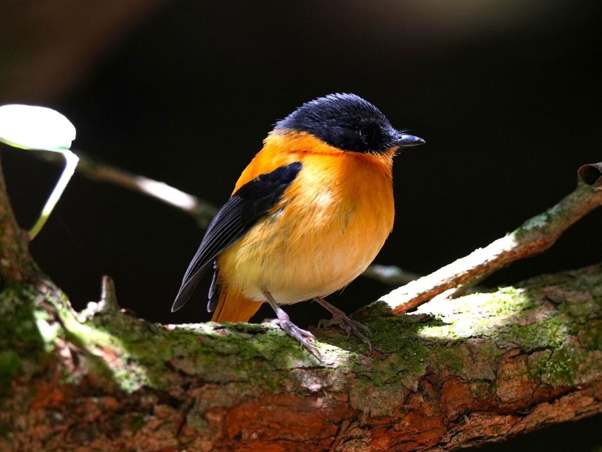 Orangeschnäpper