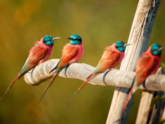 Senegambia: Unterwegs in zwei Faunenregionen Westafrikas