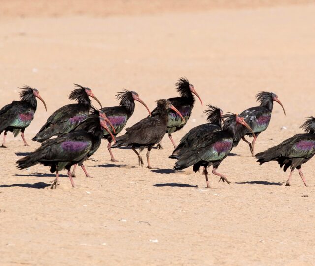 Rastende Waldrappe in Marokko. Foto: Shutterst.