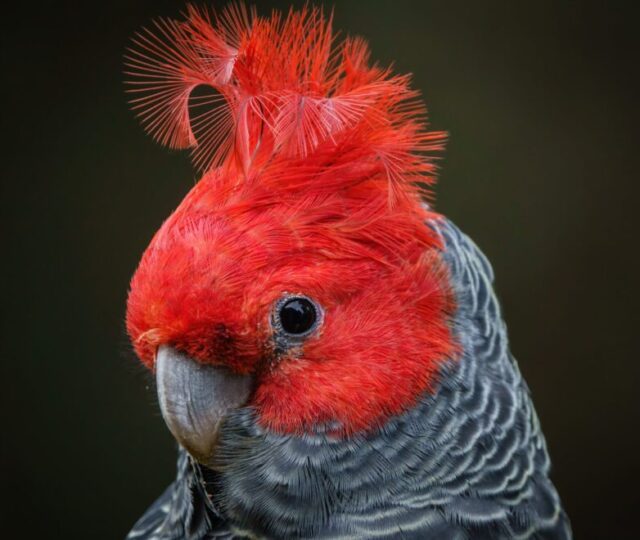Bartmeise Reisen – Australiens Vogel-Ikonen