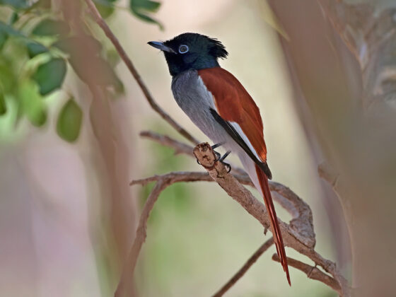 Oman/VAE: Wintergäste auf der Arabischen Halbinsel
