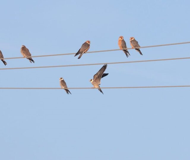 Einflug von Rotfussfalken Südwestsachsen