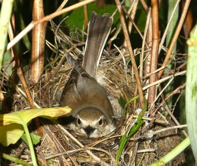 Neuntöter im Knöterich