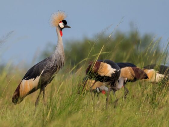 Ruanda/Uganda: Vogelparadies im Herzen Ostafrikas
