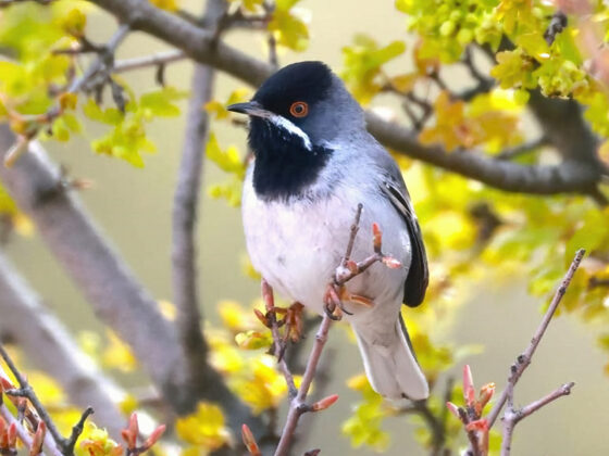 NEU! Griechenland – Lesbos: Vogelwelt in der Ägäis